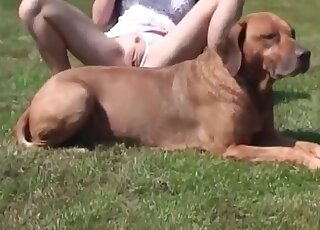 Dark-haired babe shows her affection for zoo sex