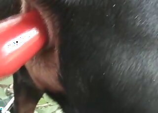 Impressive beastiality fun with zoomed-in action