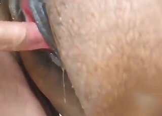 Doggystyle screwing session with a brown horse