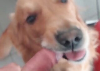 Charming puppy learning sensual caresses