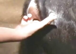 Farm bestiality with a best-looking zoophile hoe