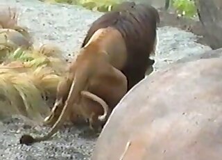 Two great creatures are screwing in a hot manner