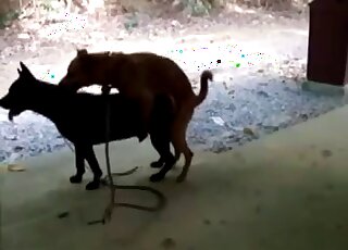 Sexy animals indulge in fucked-up sex outdoors