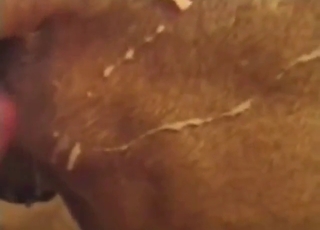 Oozing pussy animal getting fucked deeper