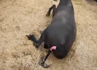 Zoophile video that you are going to cherish