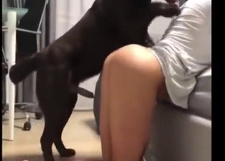 Zoophile porn with a brunette who cums hard