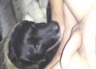 Dude gets a nice POV blowjob from a doggo