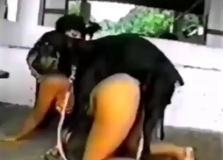 Black dog dicking a submissive teen on all fours