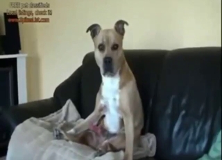 Pitbull porn movie with beast licking its own dick