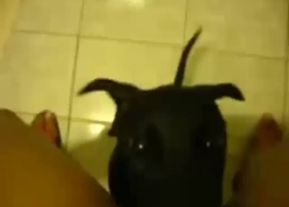 Black animal taking care of that vaginal hole