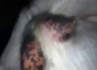 Zoophilic goat fuckerтАж fucks a goat big time