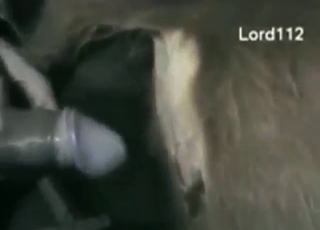 Cow with a tiny hole filled up by a big boner