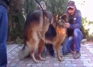 Horny animals choose to fuck each other hard