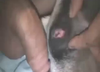 Legend of zoo fucking screws another doggo