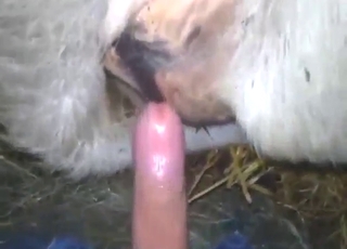 filme vídeo pornô - Dude has some freaky ideas concerning cow hole