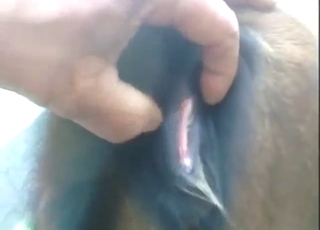 Zoo sex with a brown beast fucked by his dick