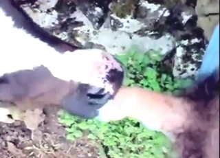 Uncensored fuck with a cow while outside