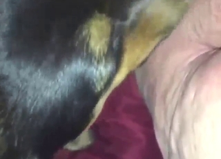 Dude with an old-looking ass licked by a dog