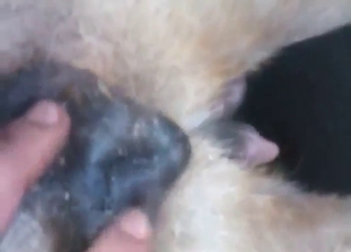 Bestiality porn shows what hairy dogs are after