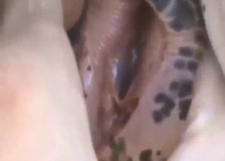 Close-up mare fuck movie with plenty of teasing