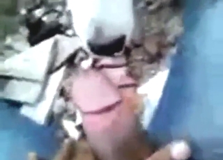 Dog blowjob video with a tender beast banged