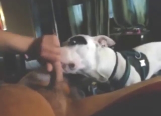 Hot white animal fucking that juicy cock orally