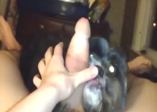 Bestiality porn with a mutt that licks a hard cock