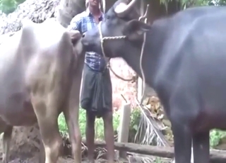 Twisted taboo fuck with cows that fuck cows