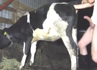 Cow wants to get fucked by a sexy dude here