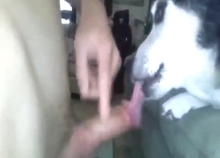 Sexy Husky se zdá být připravený tohohle chlápka orál