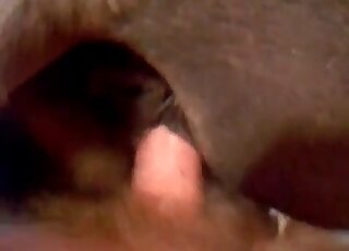 Close-up penetration for a filthy animal