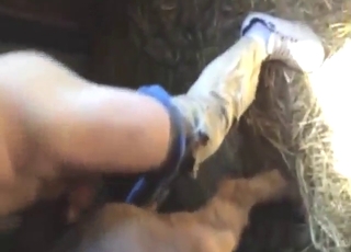 Farmer cheats on his lady with a sexy mare