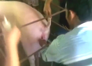 Good-looking guy wants to share seed with pigs