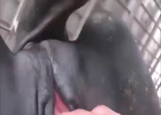 Cow fisting session with a sexy creature