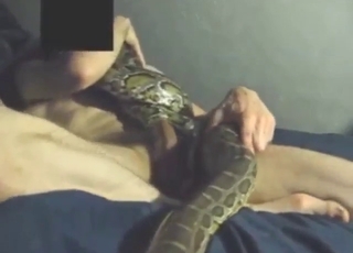 真是刺激：恋兽癖色情片里的蛇交者