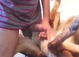 Hard as fuck fuck with a dog that moans a lot