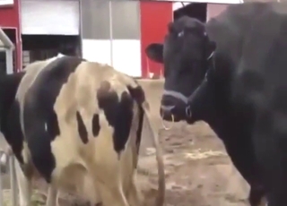 Cow-on-cow fucking with real great outcomes