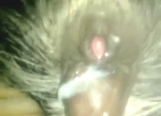 A wild, horny dude uses his penis for animal sex