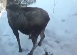 Athletic, curvy, and sexy animals - all poop