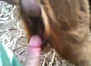 Intimate POV scene with a goat pussy fucker