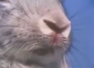 Plenty of passion with animals that screw hard