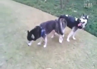 Amazing pig fuck scene with two beasts climaxing