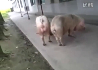 Pig fucking with animals that want orgasms