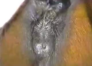 Alfa samec zoo sex-narkoman šuká couravou klisnu