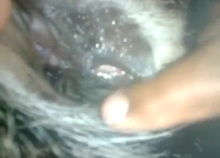 Dude is going to push his cock inside a goat