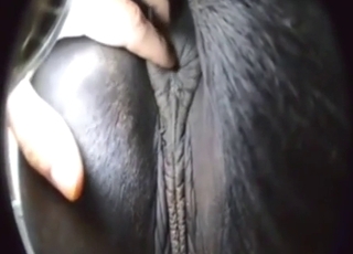 Zoofilské porno ukazuje mokrého poníka, jak si tře kundičku