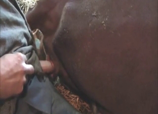 Kráva sex s hnědým bestií cummin