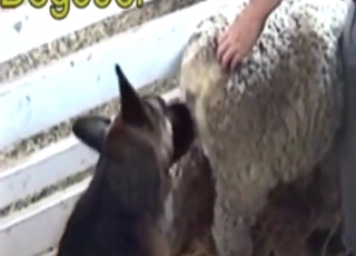 Impressive fuck for a dog that fucks other animals