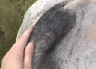 Bull in bestiality porn with hard cock being YUMMY