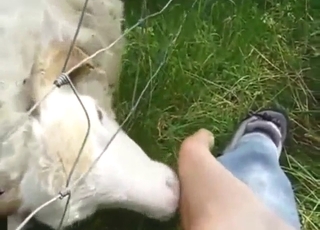 POV licking featuring a slutty sheep that licks